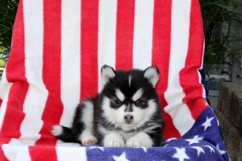 puppy, for, sale, Pomsky, Matthew B. Stoltzfus, dog, breeder, Gap, PA, dog-breeder, puppy-for-sale, forsale, nearby, find, puppyfind, locator, puppylocator, aca